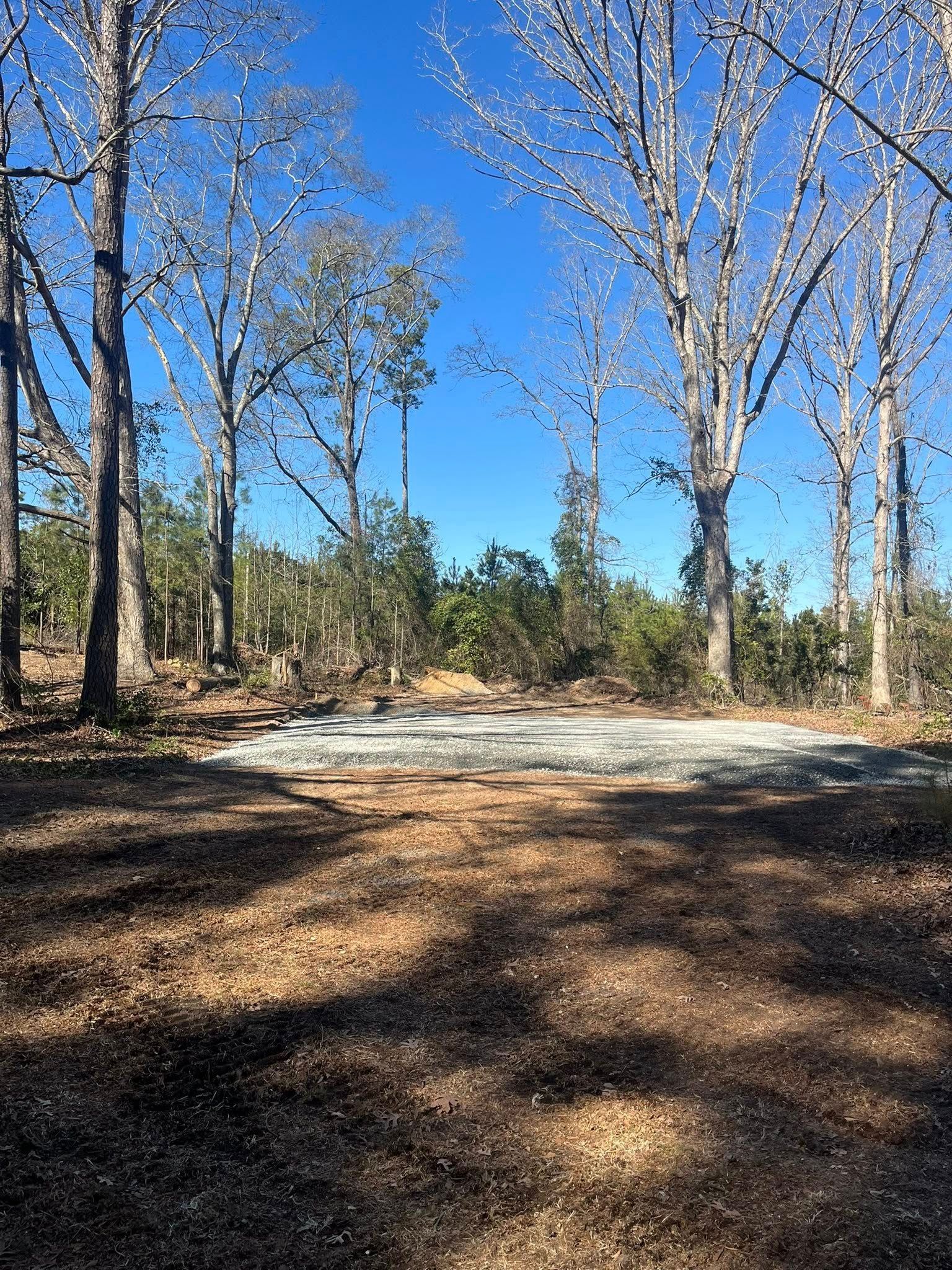 Sunny wooded clearing with tall bare trees, dry leaves, and a dirt path under a blue sky