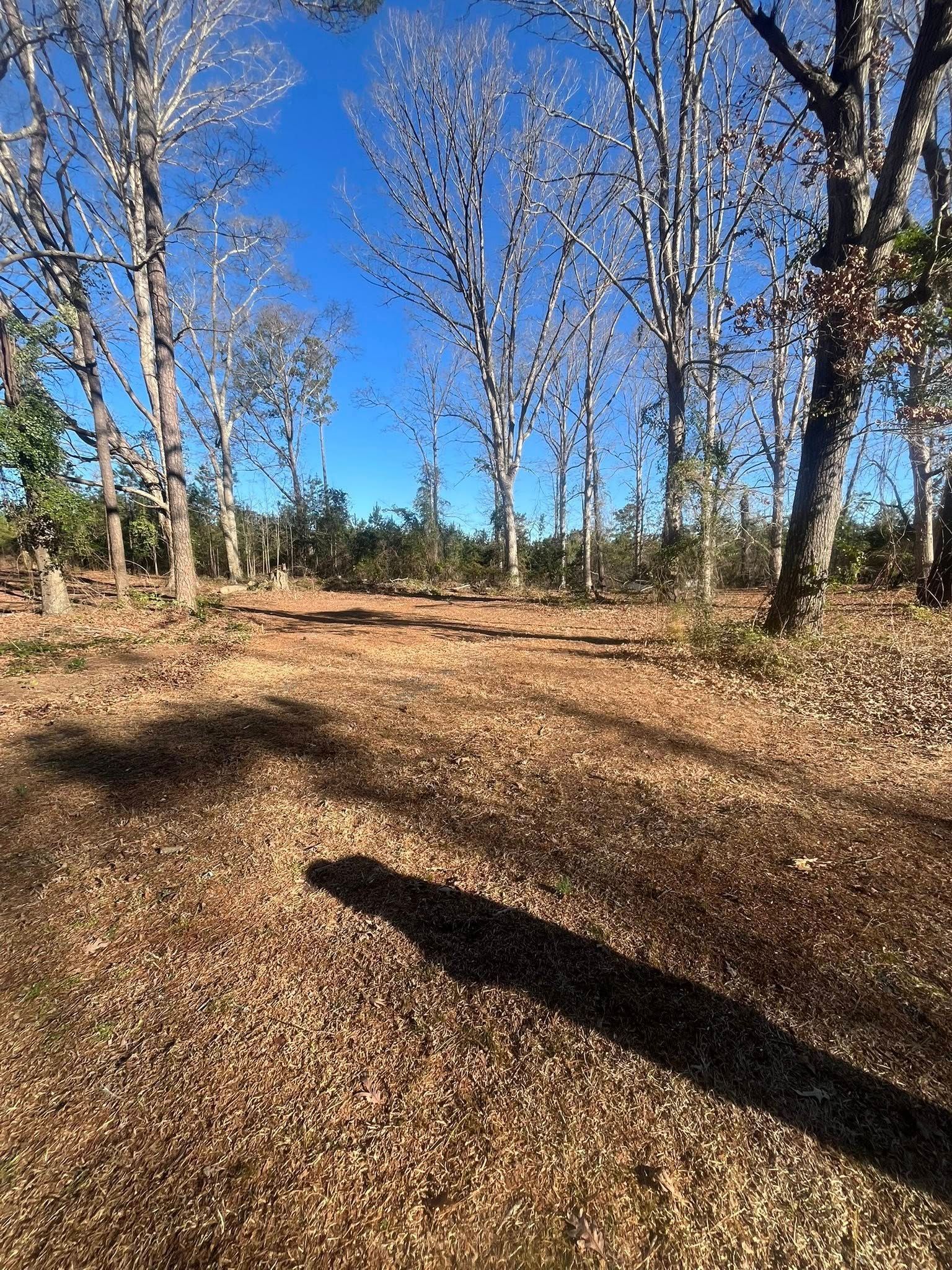 Leaf-covered wooded path under a clear blue sky with tall bare trees and long shadows