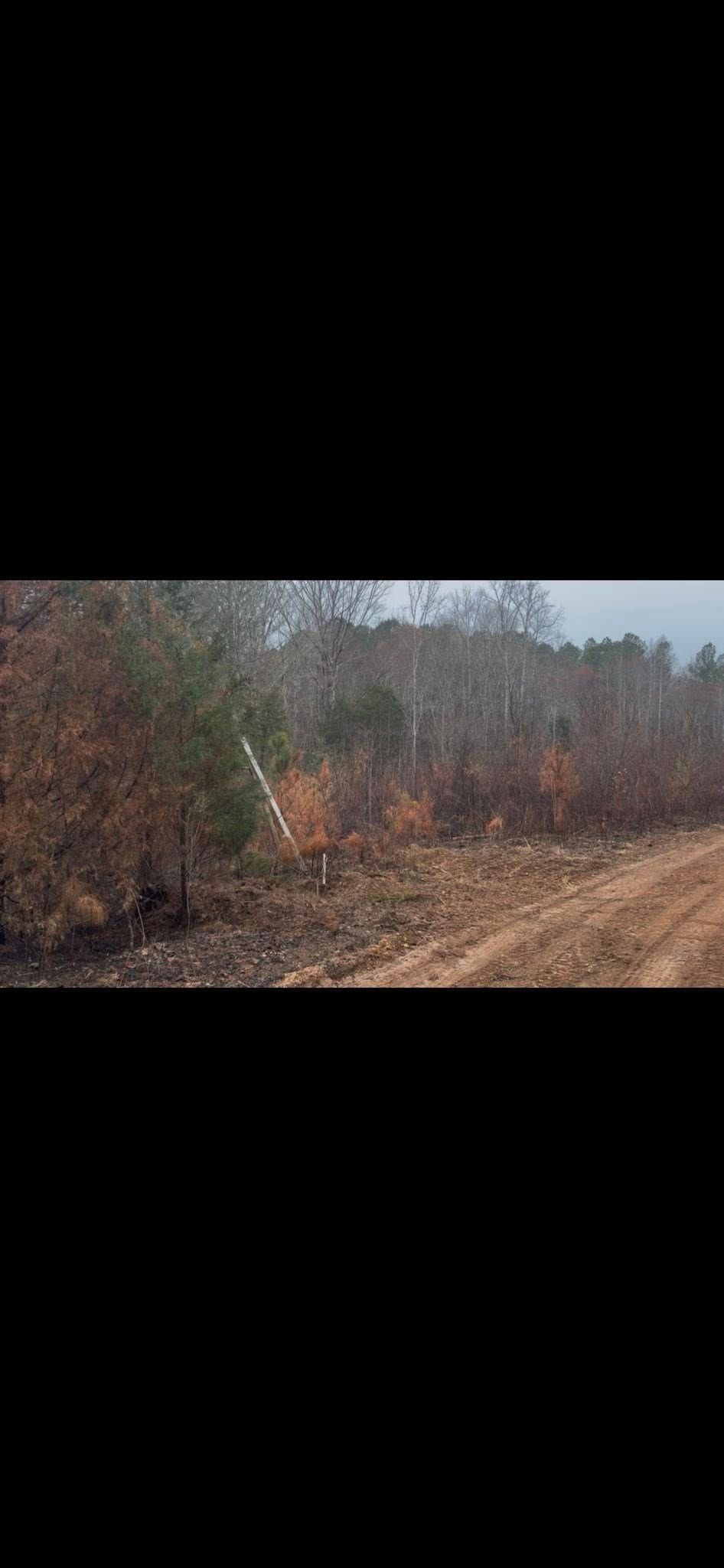 Dirt road beside dense autumn woods under an overcast sky