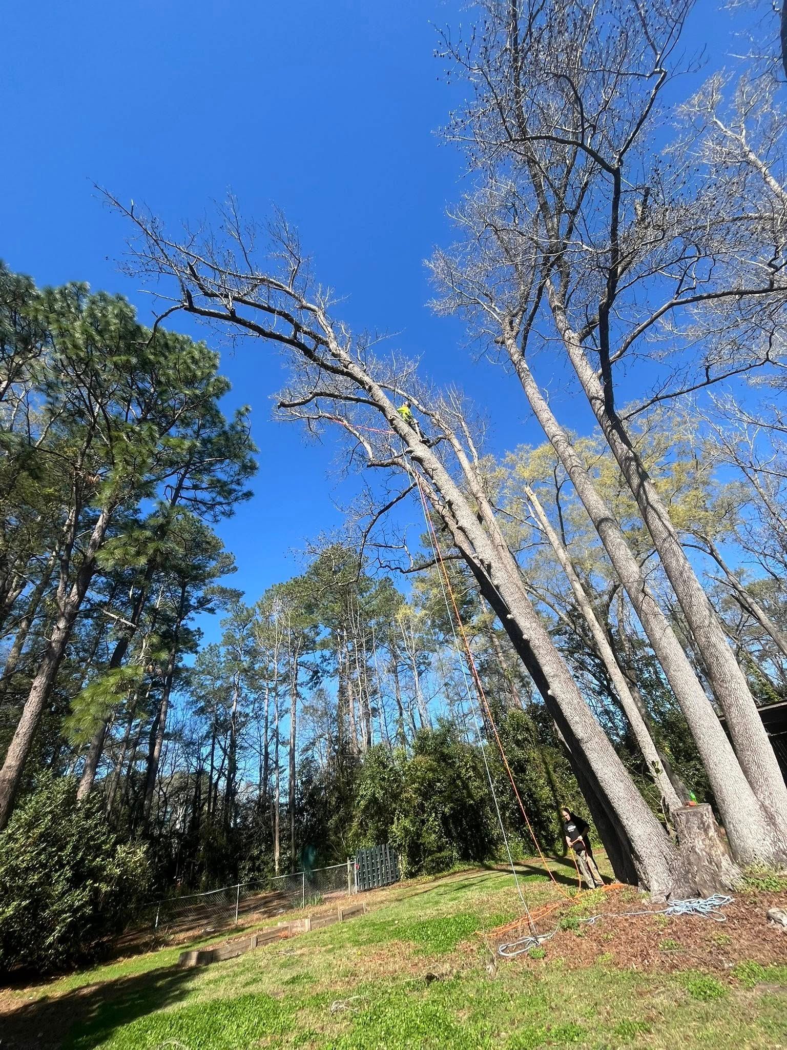 Tall bare trees beside a grassy hillside under a bright blue sky.