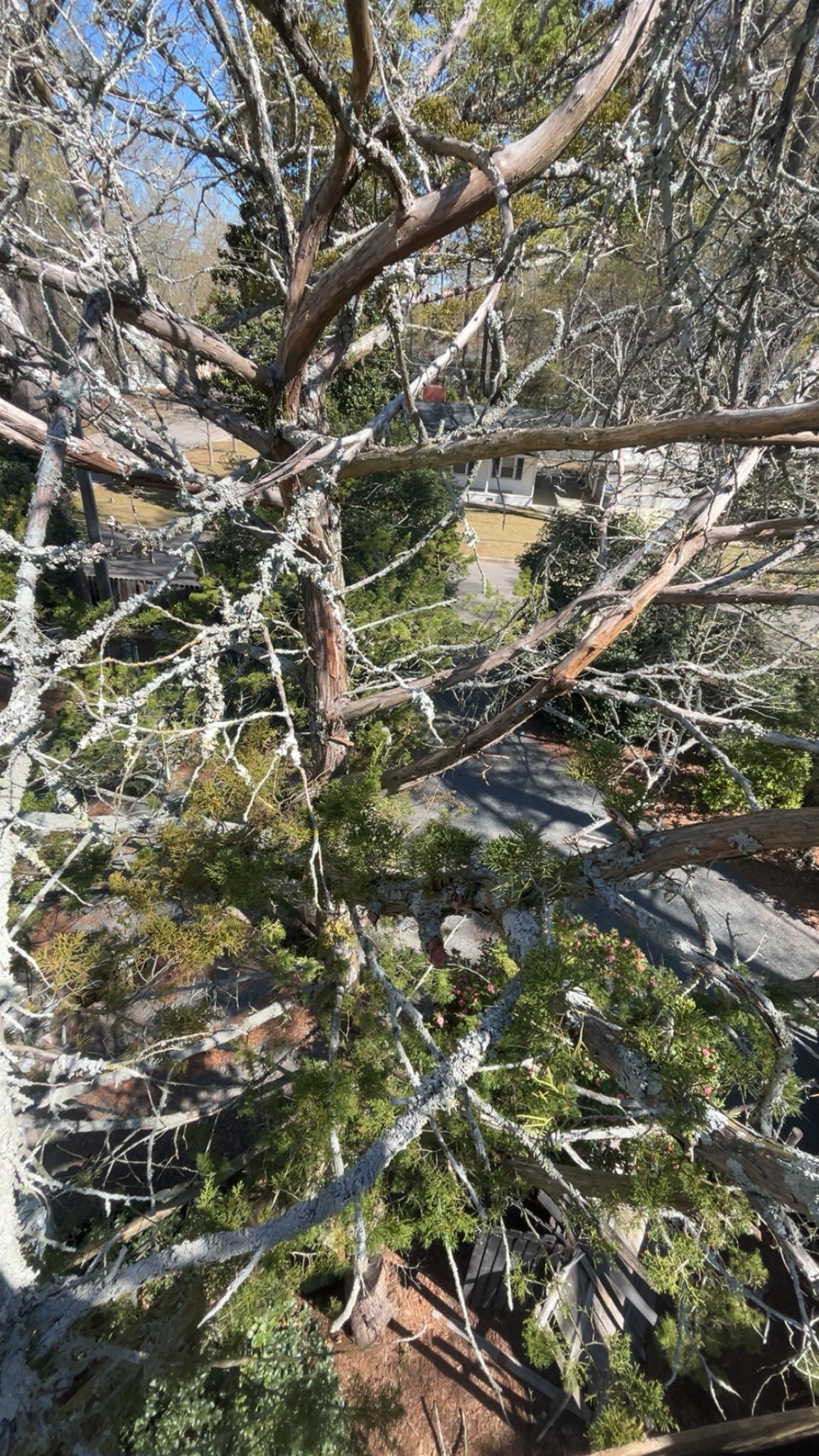 Dense tree branches with green leaves and rocky ground below in an outdoor setting