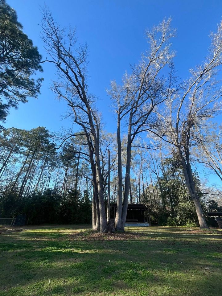 Tall leafless trees in a grassy yard under a clear blue sky, with a small dark shed in the background