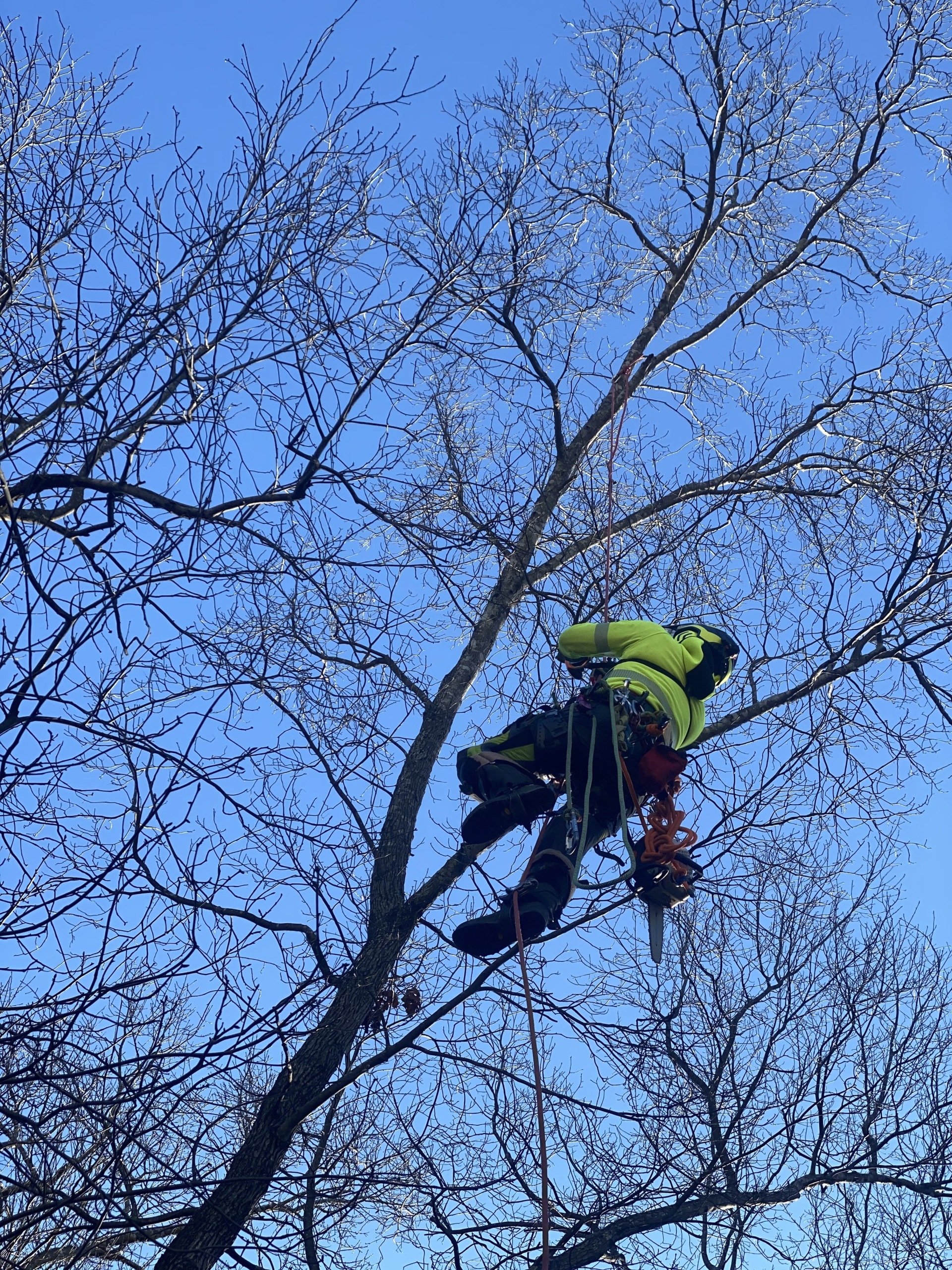 Executive Arbor 1 Tree Service In Johns Creek (770) 2316370