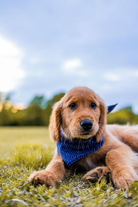 Cameron Pet Crematory pricing and services, Youngstown, Ohio, Northeast OH