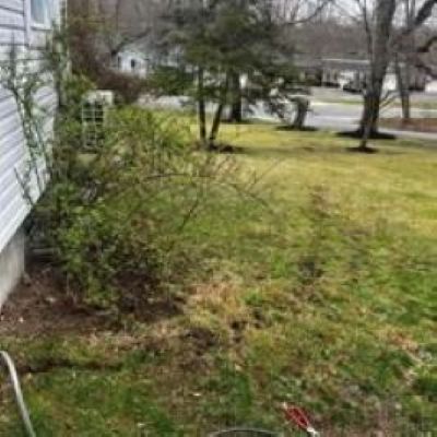 Overgrown front yard beside a house, with sparse shrubs, trees, and a street in the background