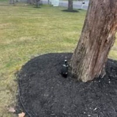 Mulched tree base with a small black sprinkler head in a grassy yard
