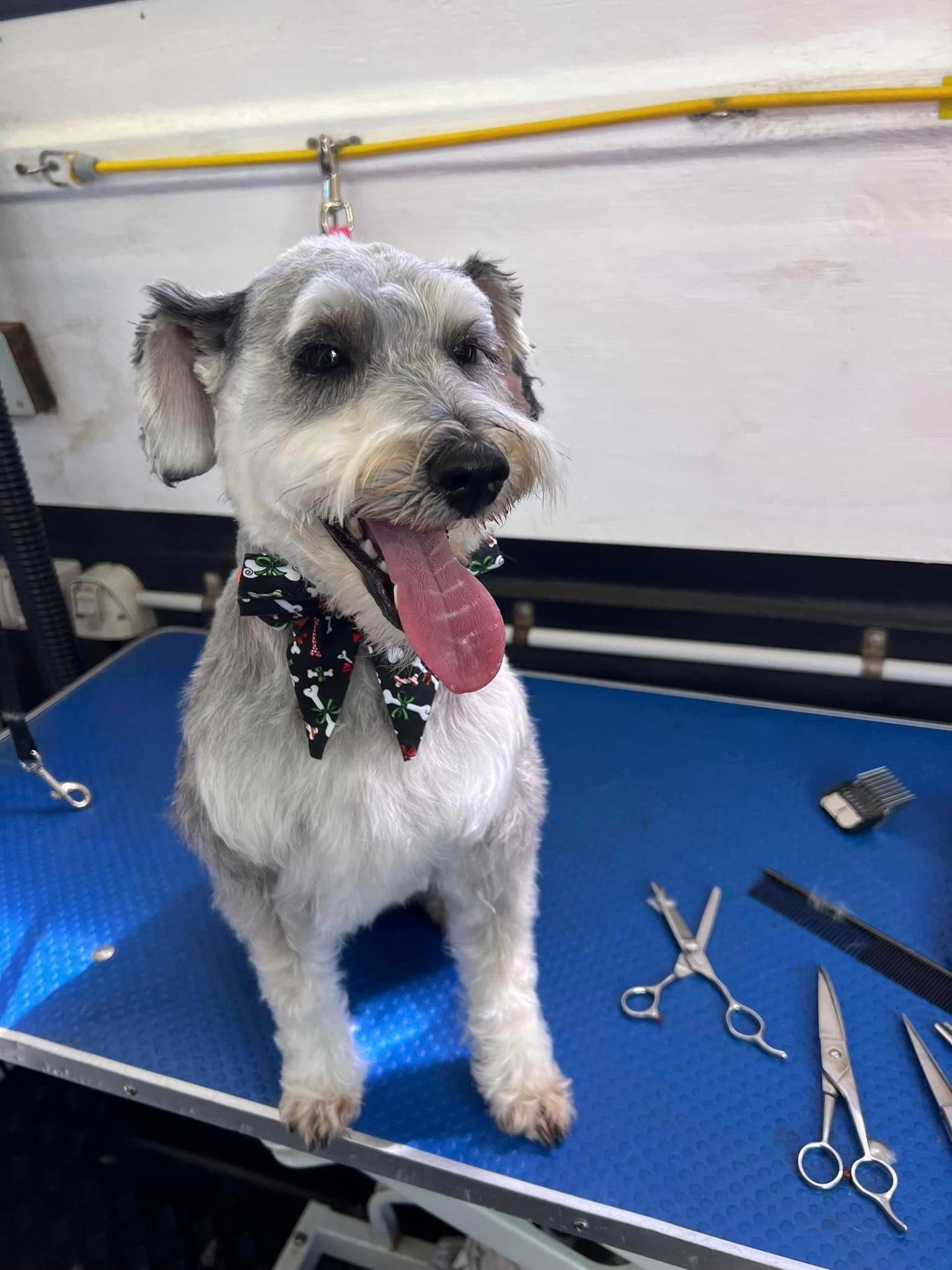 Caninos Grooming Salon Dog Grooming in Wollongong