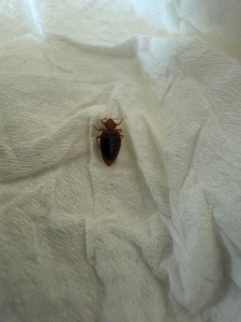 Small, dark brown beetle on a crumpled white paper towel.