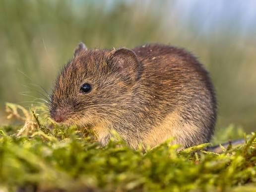 Brown vole with dark eyes in green moss.