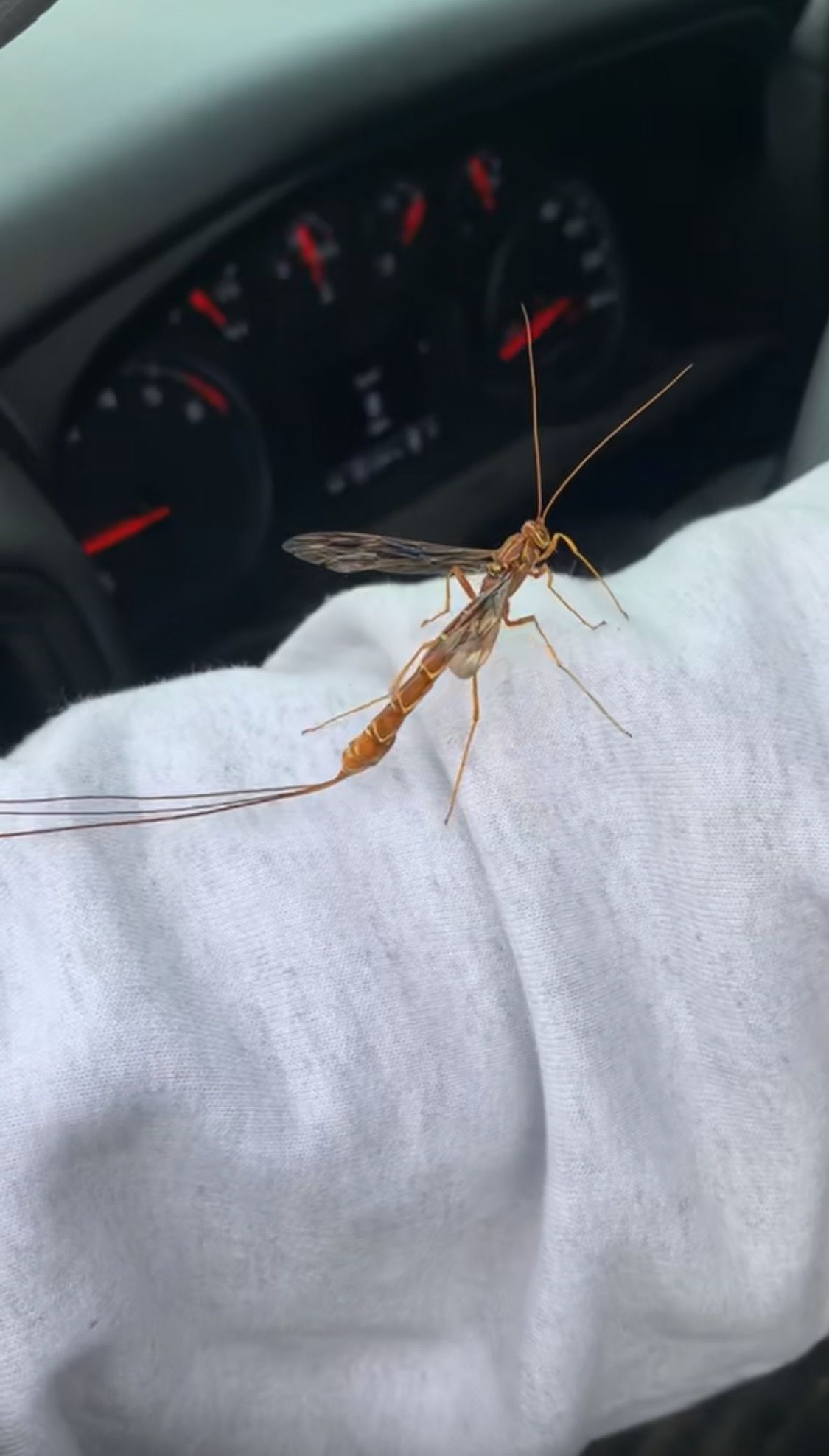 Large, orange insect with long antennae and tail perched on a white surface, with a car dashboard in the background.
