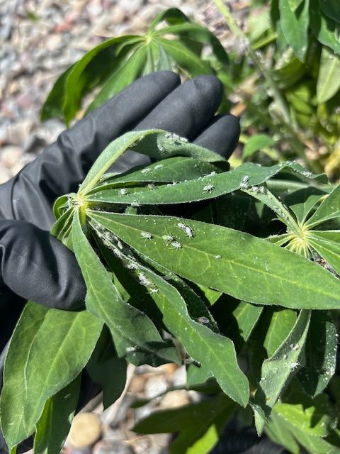 Person in black gloves holding lupine leaves with white, possibly insect, infestation.