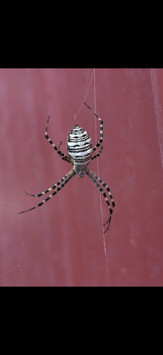 A zebra spider hanging in front of a maroon background.