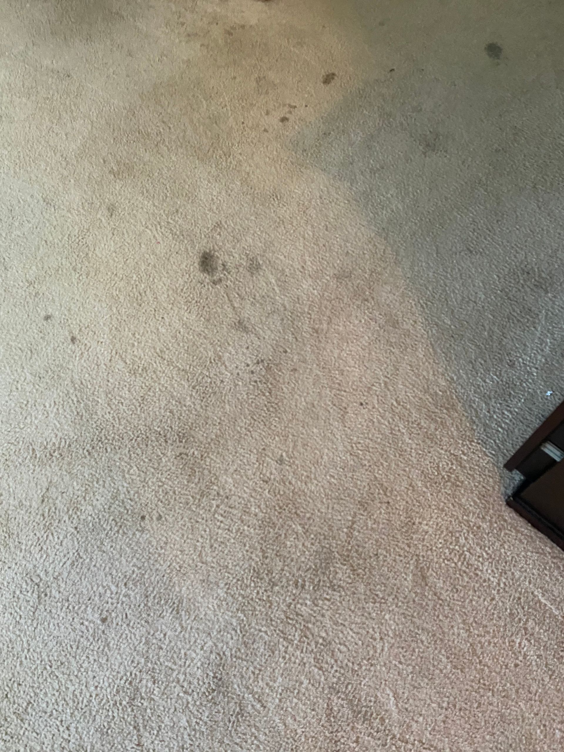 Gray and stained carpet, partially visible with a dark brown object in the corner.