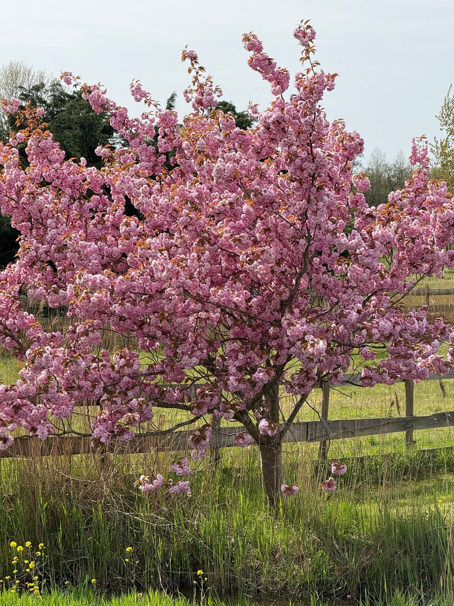 Bloesem, wij houden er zo van! Net als de roze kleur. 