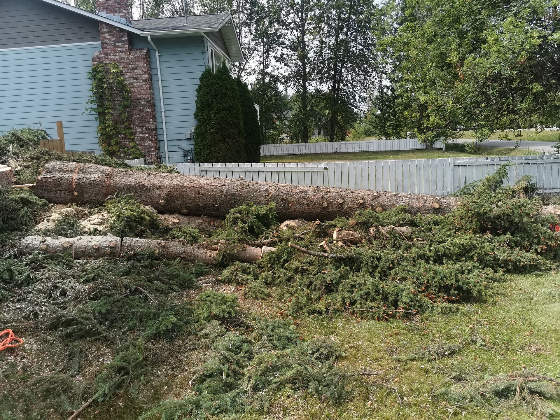 arborist tree service Prince George
