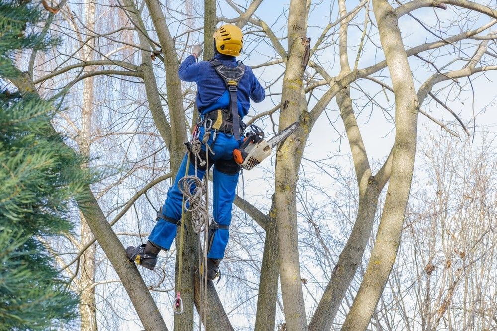 Tree Pruning Service