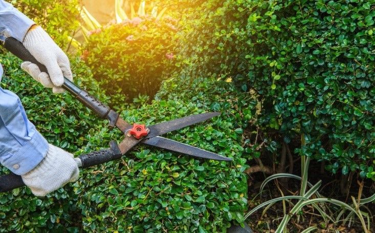 Tree Trimming 