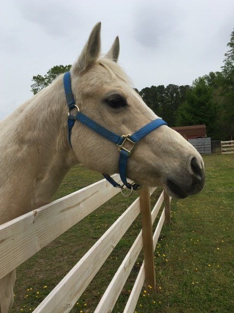 Equine Retreats in Friendship, NY | Wildfire Ranch NY INC