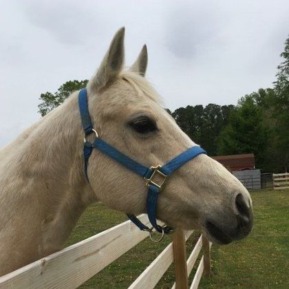 Equine Therapy in Friendship, NY | Wildfire Ranch NY INC