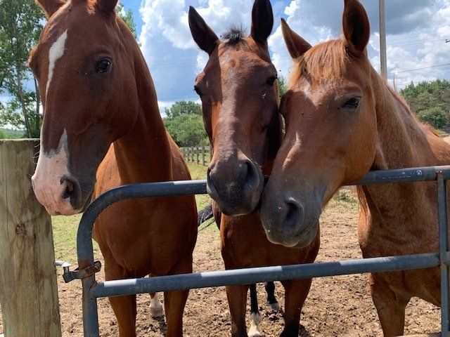 Horse Boarding in Friendship, NY | Wildfire Ranch NY INC Horse Boarding in Friendship, NY | Wildfire Ranch NY INC