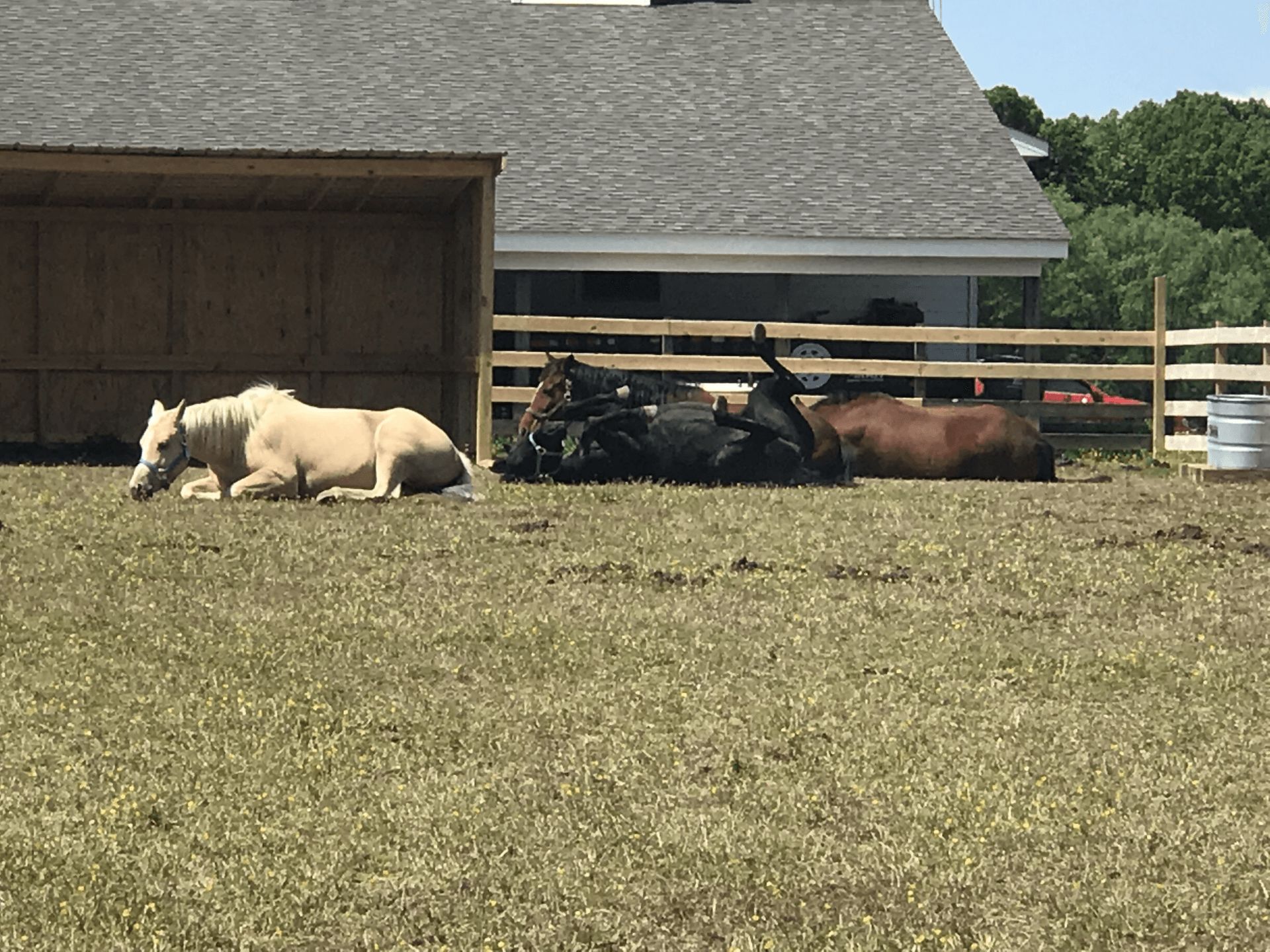 Horse Boarding in Friendship, NY | Wildfire Ranch NY INC Horse Boarding in Friendship, NY | Wildfire Ranch NY INC