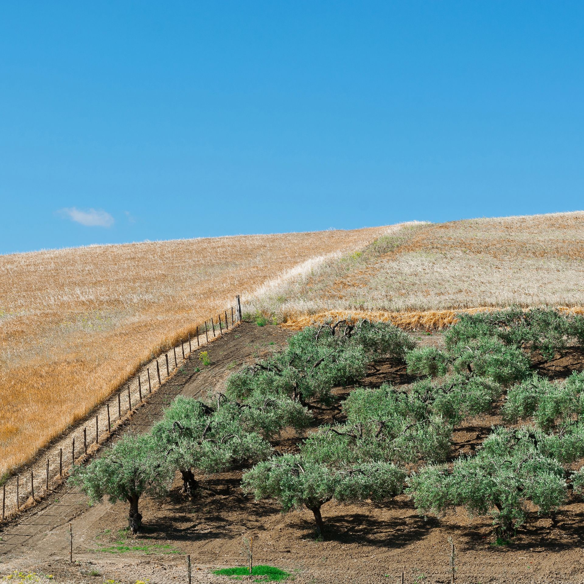 Soleggiata collina con filari di alberi verdi, un sentiero sterrato e una recinzione sotto un cielo azzurro terso