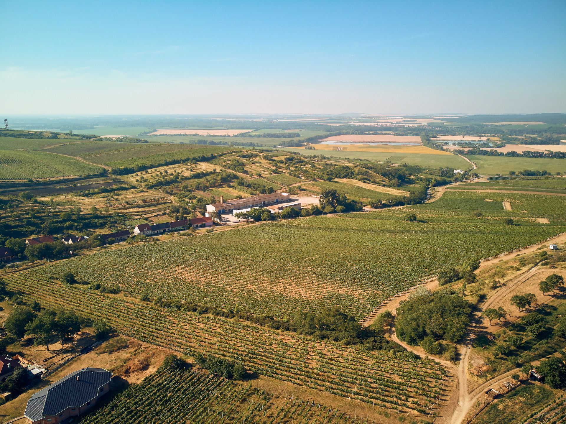 Vista aerea di vigneti verdi e campi attraversati da una strada sterrata sinuosa, sotto un cielo terso