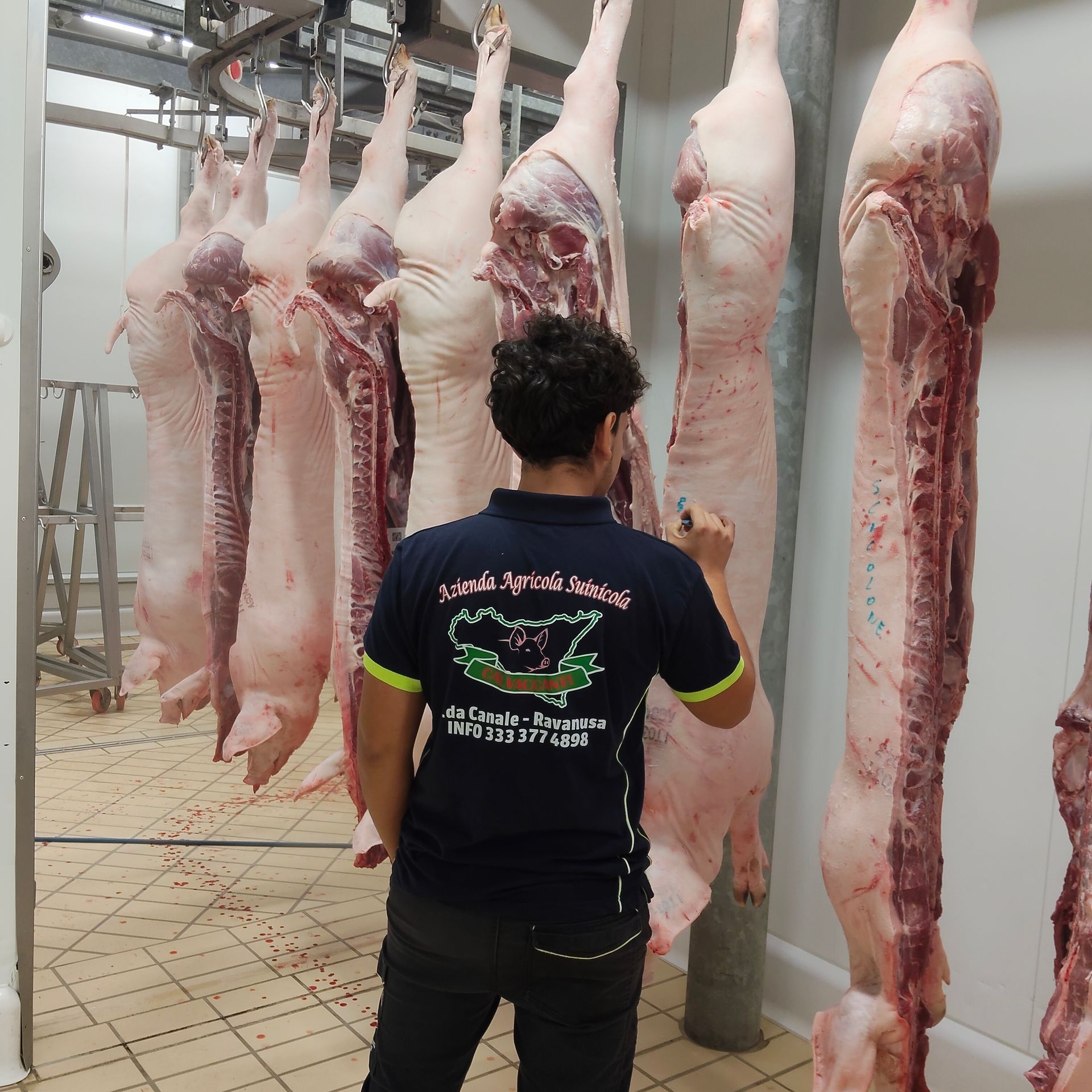 Operaio ispeziona carcasse di maiale appese in uno stabilimento di lavorazione della carne