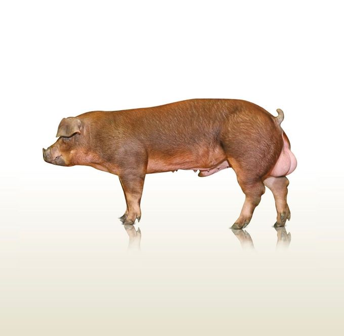 Maiale marrone in piedi di profilo su sfondo bianco