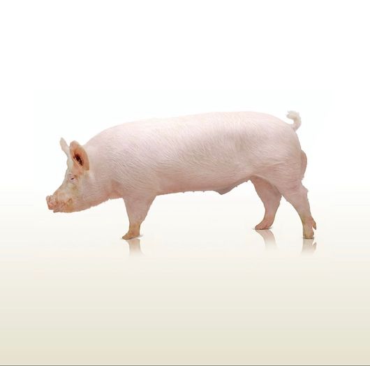 Maialino rosa in piedi di profilo su sfondo bianco