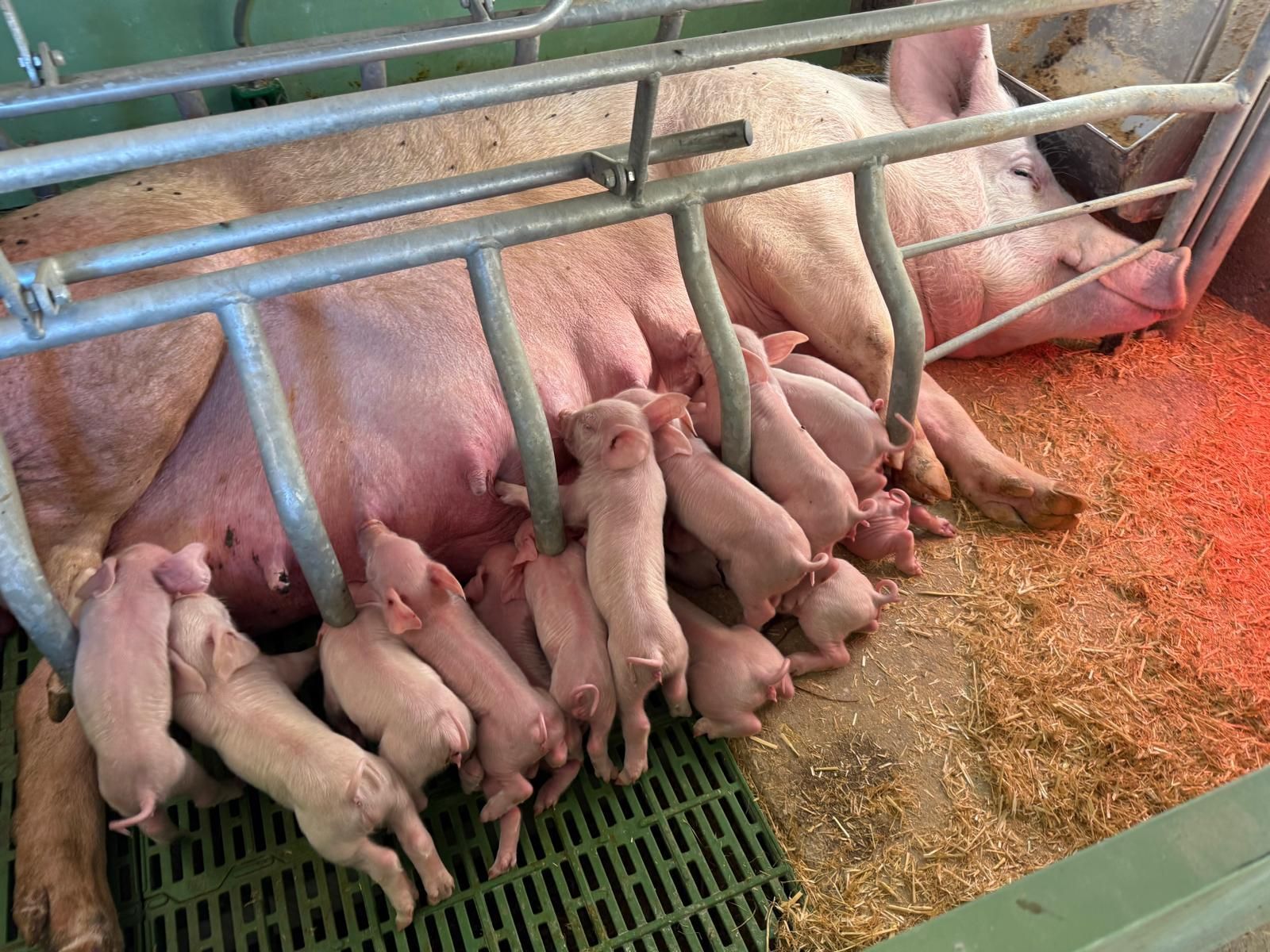 Maialini che allattano da una scrofa in un recinto con sbarre di metallo e pavimento verde
