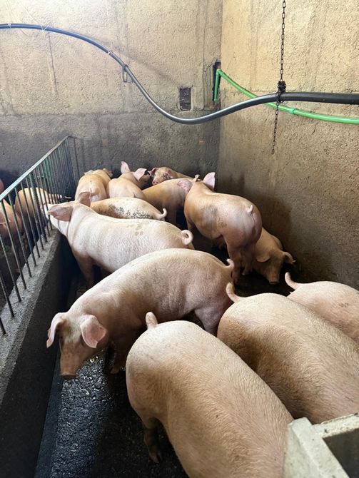 Diversi maiali si ammassano in un recinto con pareti di cemento e il pavimento bagnato.