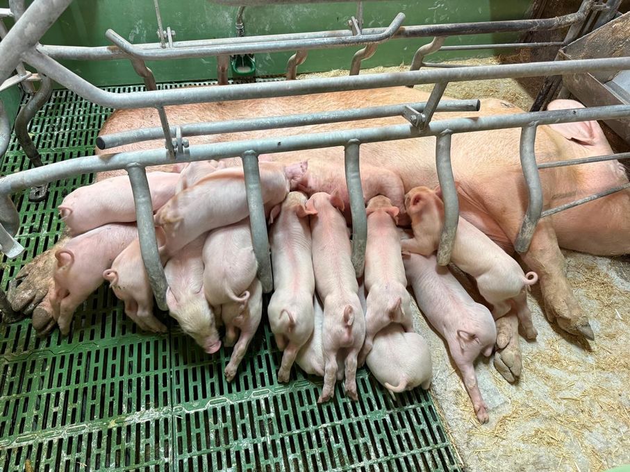 Maialini che allattano da una scrofa in un recinto metallico con pavimento verde