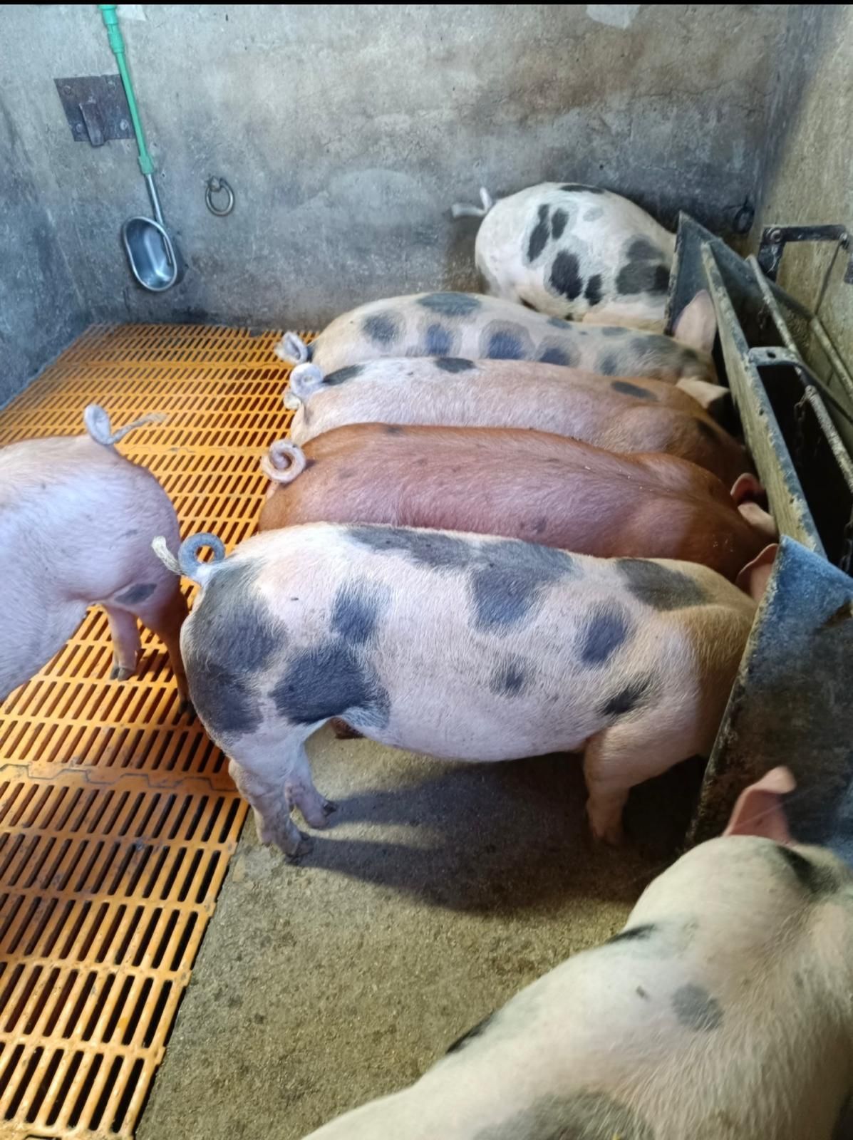 Diversi maiali maculati e rosa affollavano un recinto con il pavimento giallo a doghe.