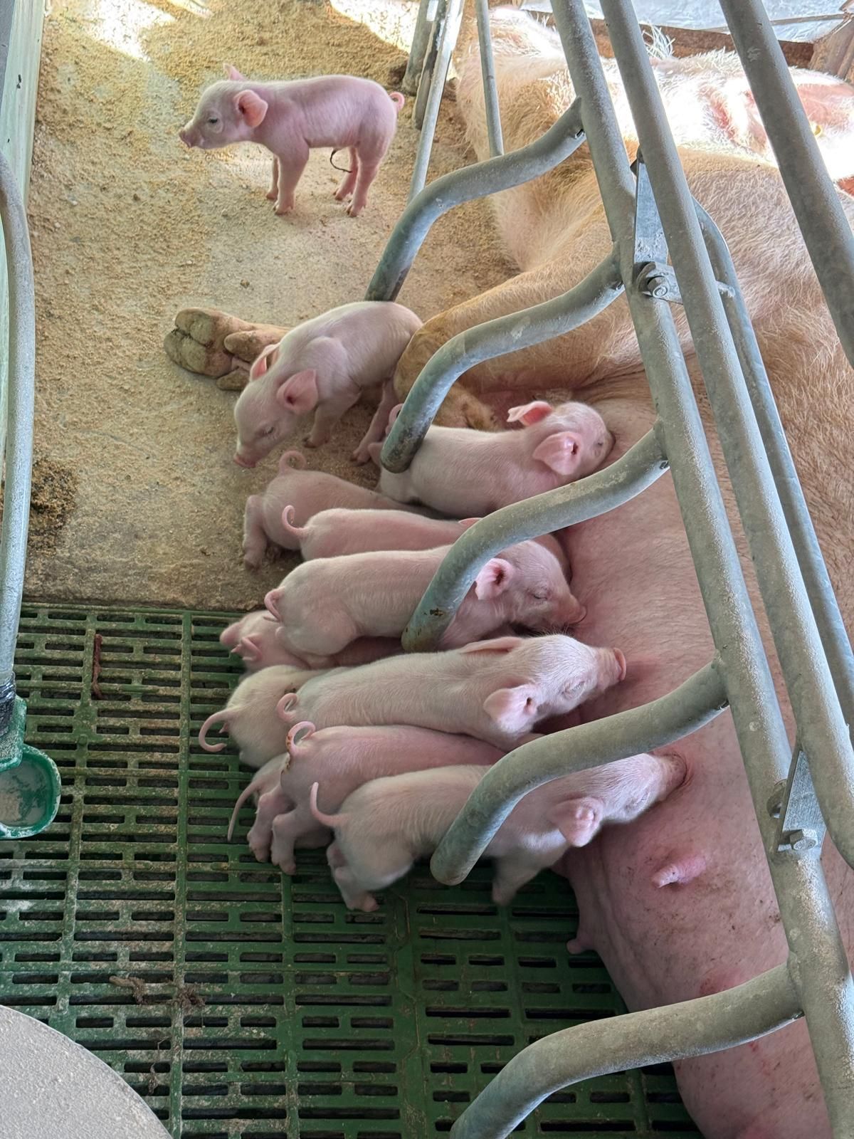 Maialini che allattano da una scrofa in un recinto con pavimento verde e sbarre metalliche.