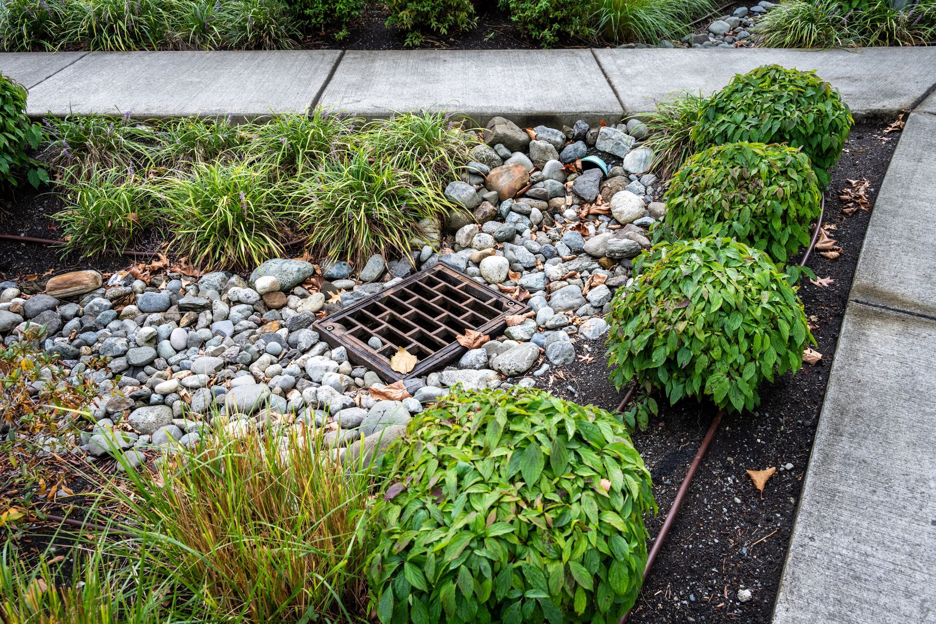 Landscaped garden bed with green shrubs, river rocks, and a metal drain grate beside a sidewalk