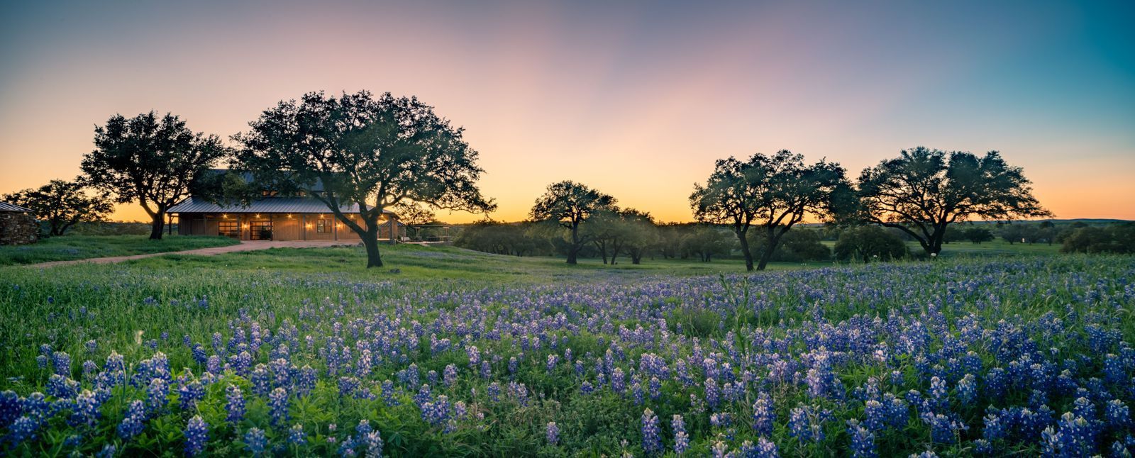 Bluebonnet field at sunset in front of a Texas Hill Country ranch home