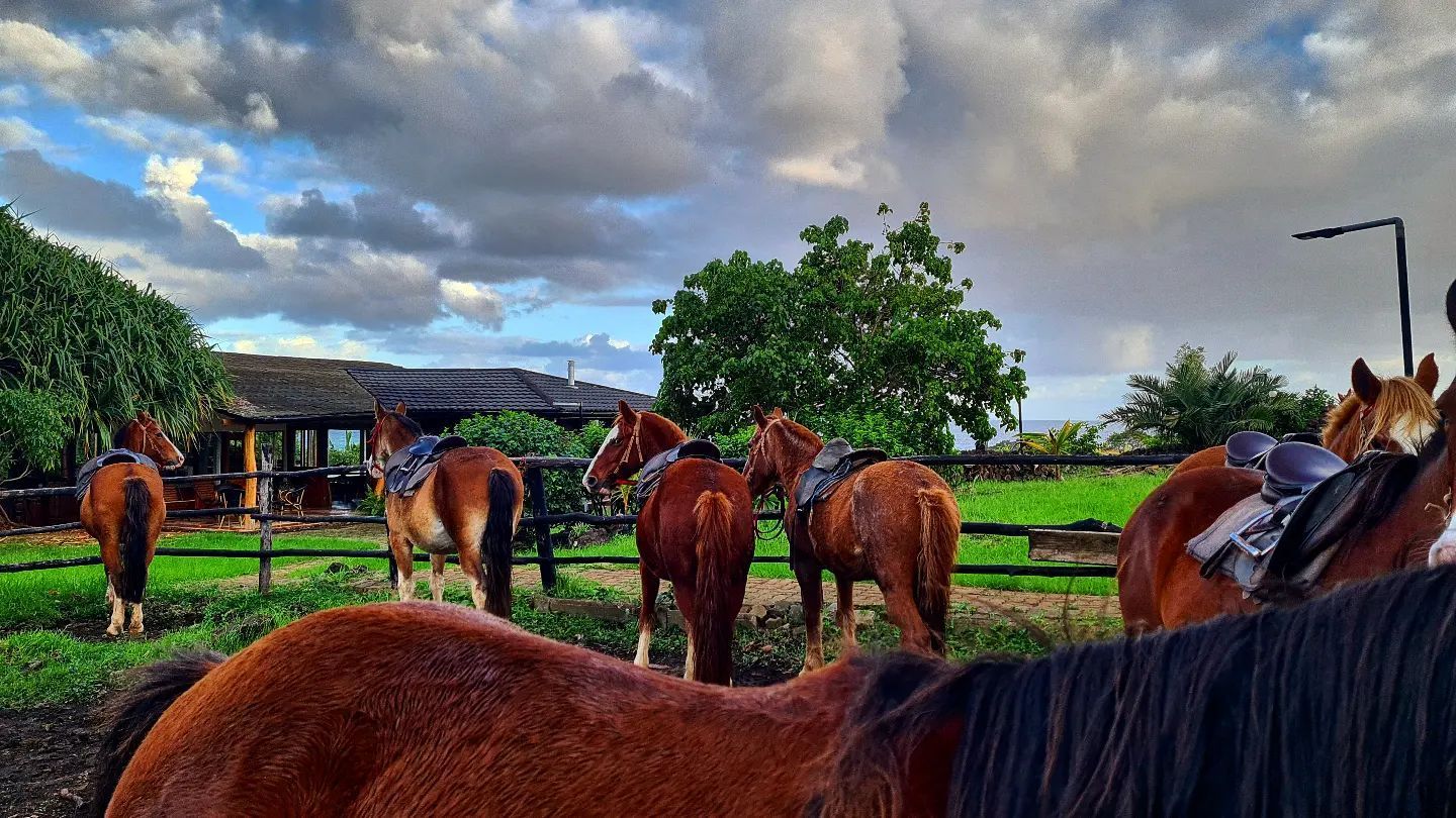 A group of horses standing next to each other in a field.