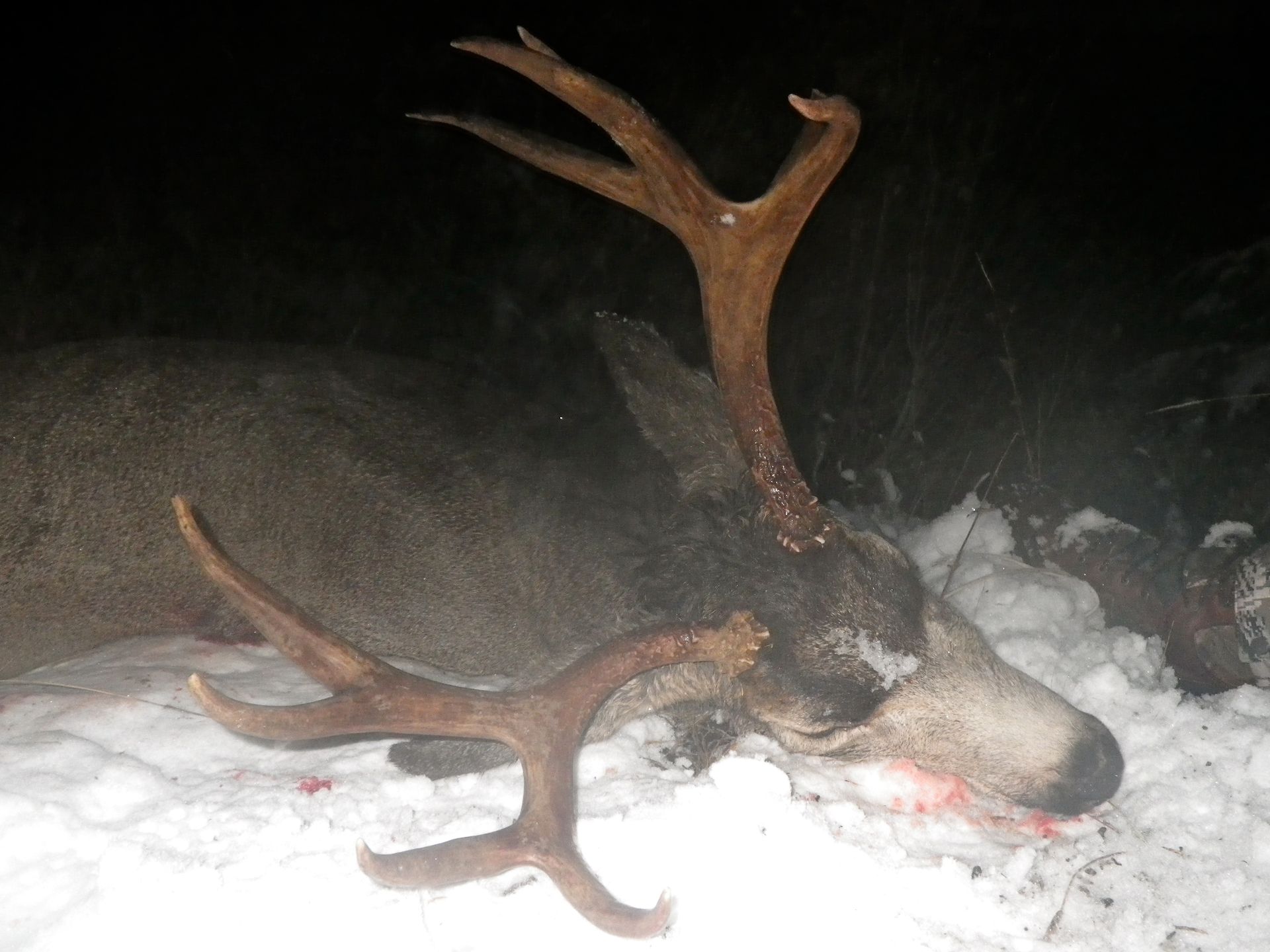 Mule deer hunt