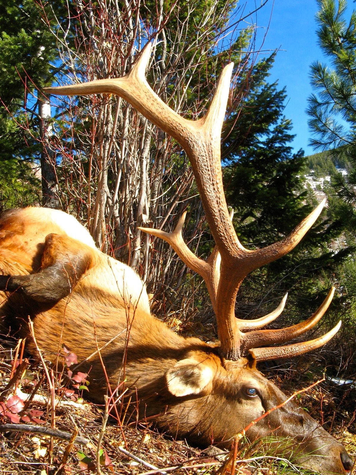 Deer hunts