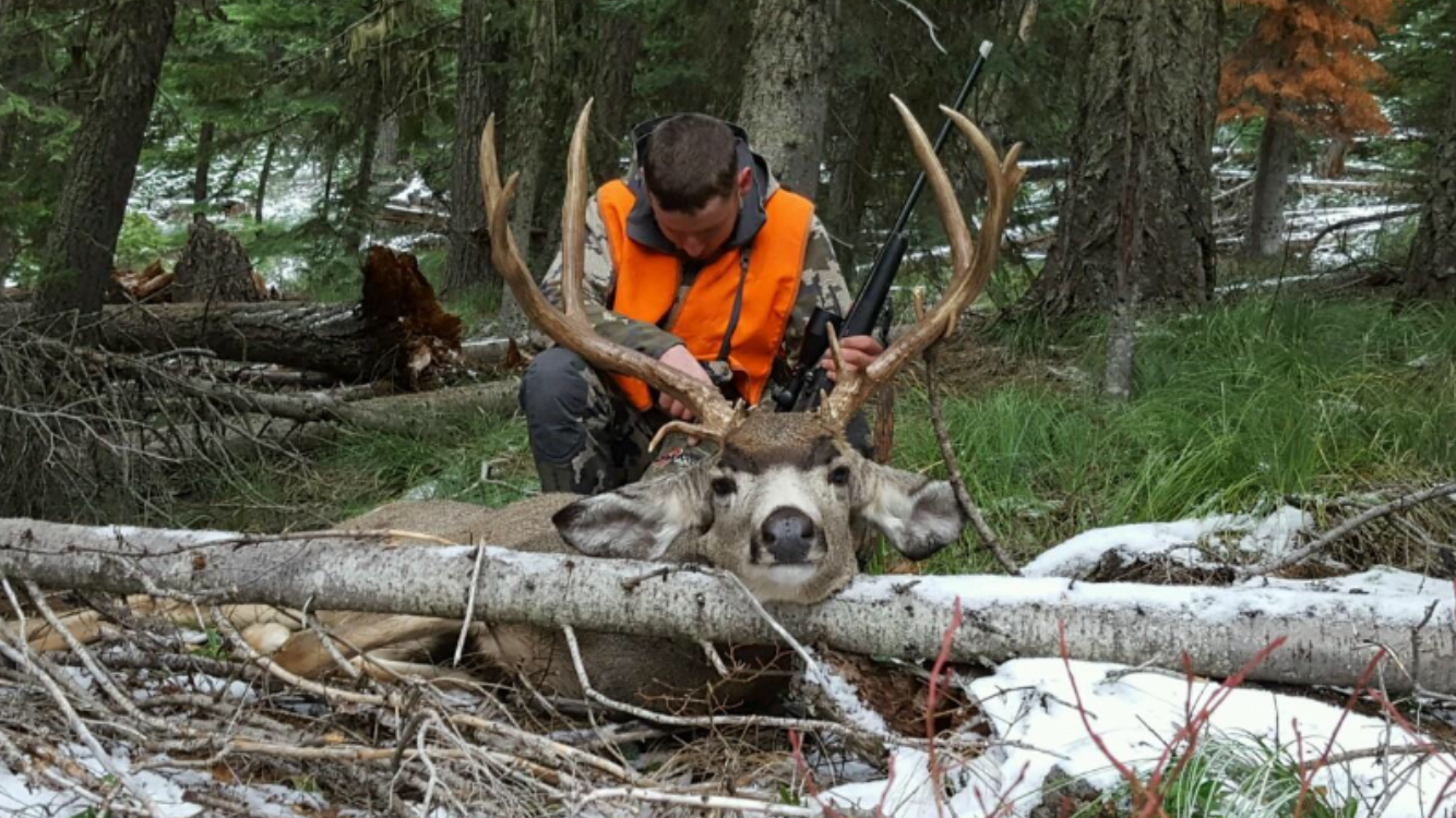 Mule deer hunts