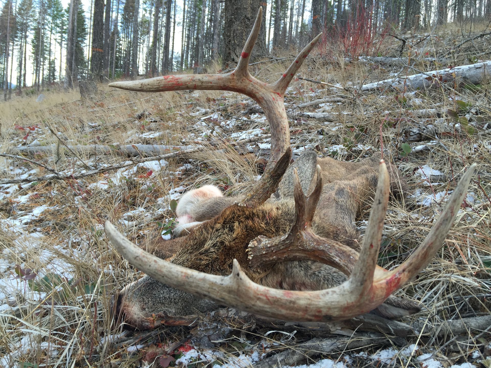 Mule deer hunts