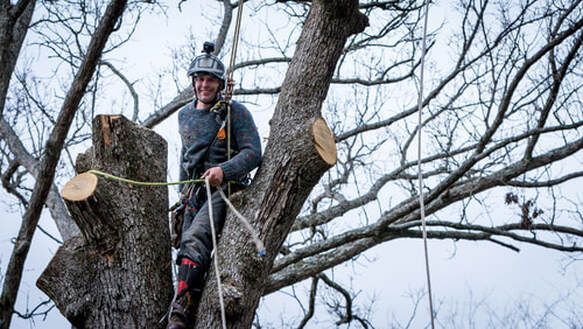Arborist smiles while roped to a tree, cutting limbs with a chainsaw. Cloudy sky in background.