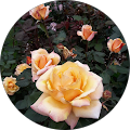 Joanne Appelgate