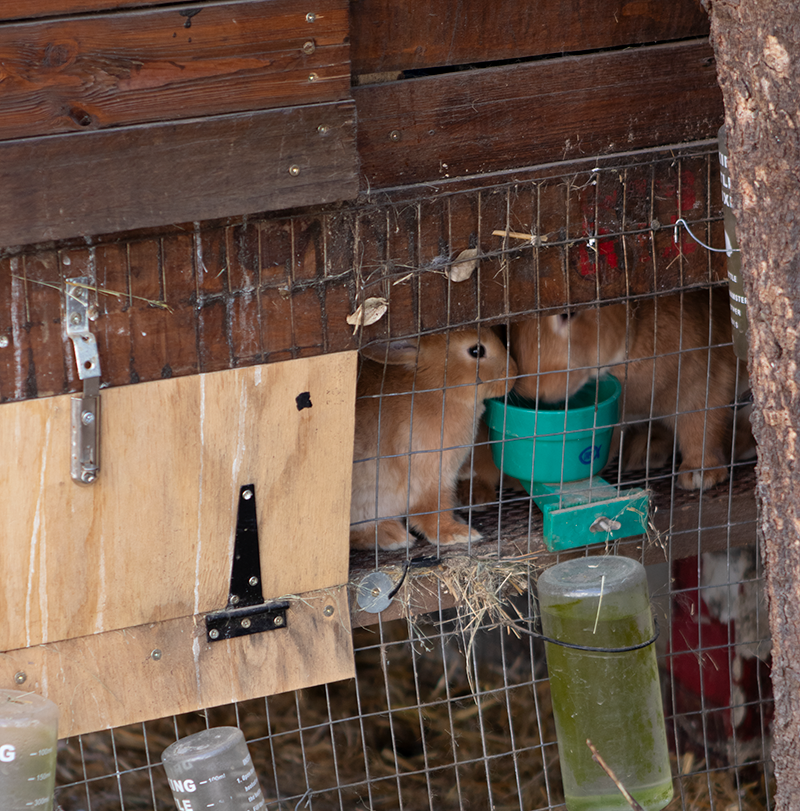 Two brown rabbits inside a wire cage, eating from a teal bowl. Wooden structure with a latch.