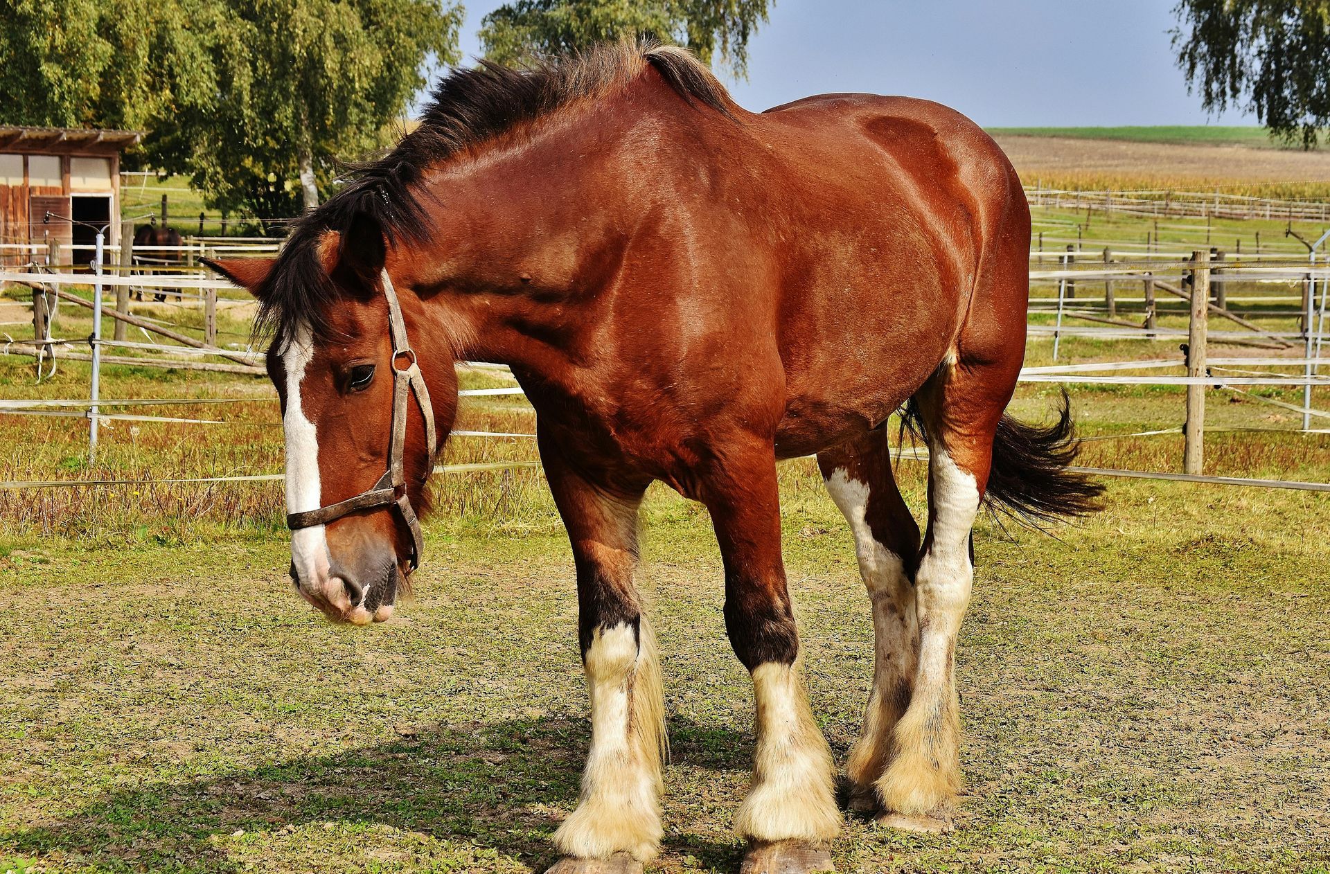 Brown horse with white markings on its face and legs in a grassy field.