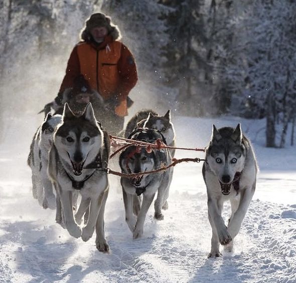 Husky Riders Inspired by Huskies: Legends, Races & Husky Safaris in Lapland