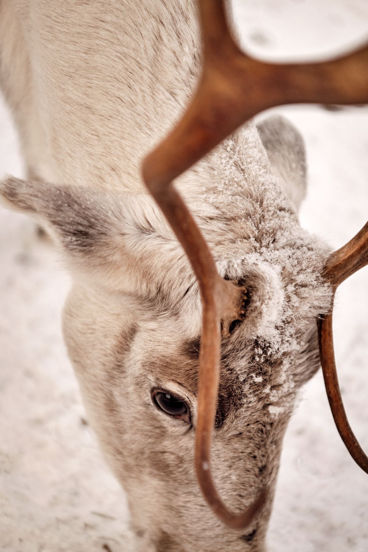 Traditional Reindeer Farm in Levi Finland