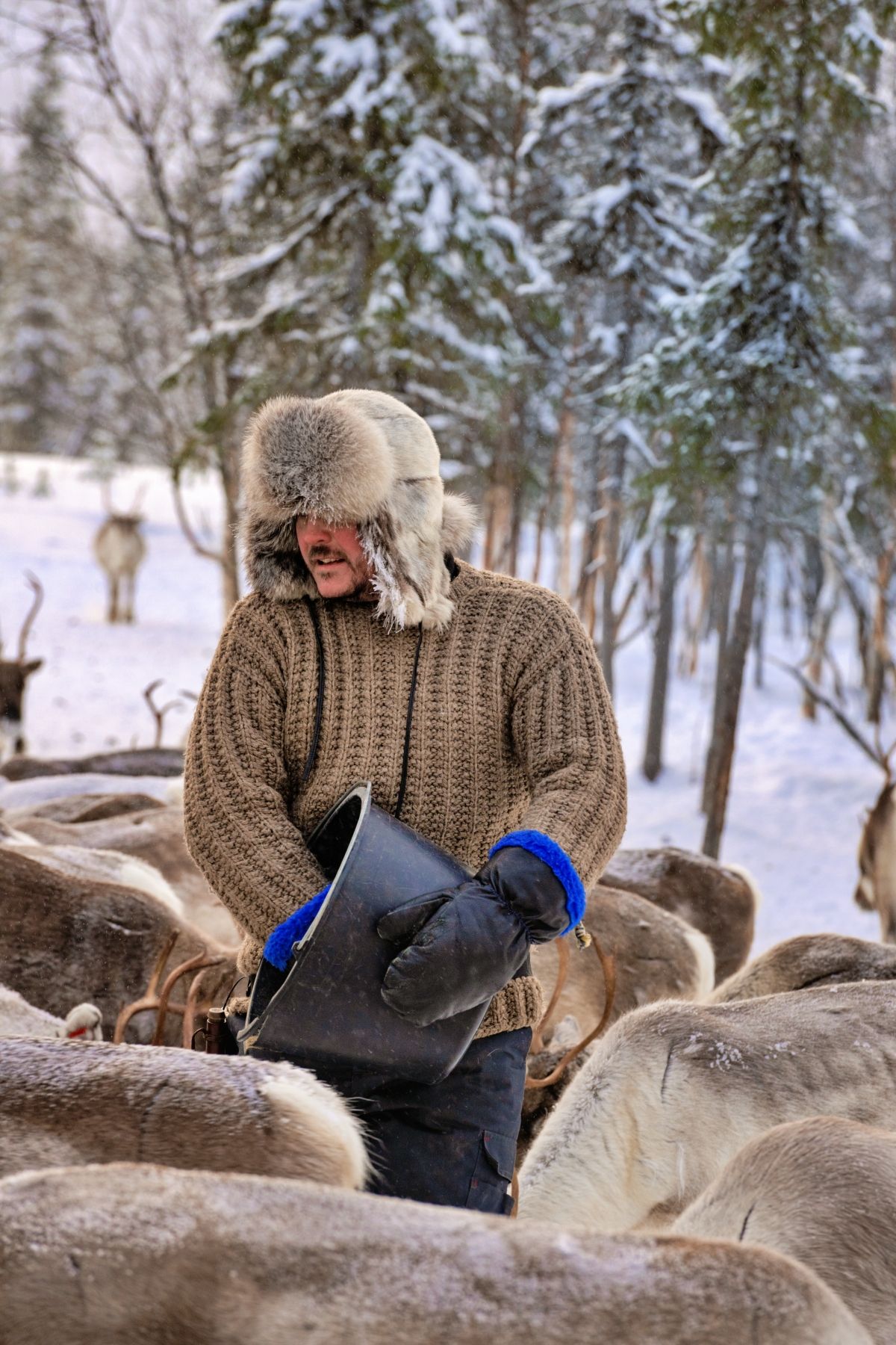 Wild Reindeer in Levi on the Farm