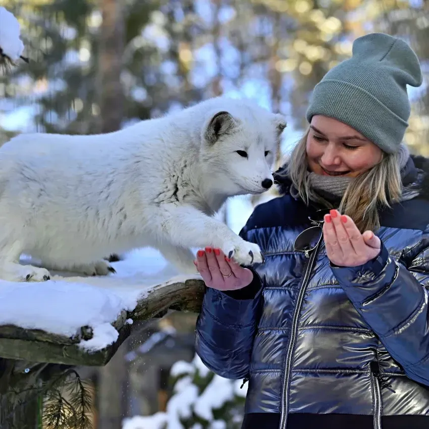 Arctic Fox at Levi Husky Park